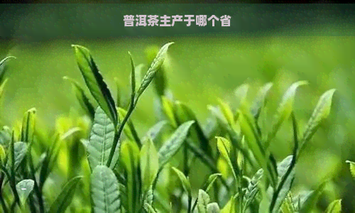 普洱茶主产于哪个省