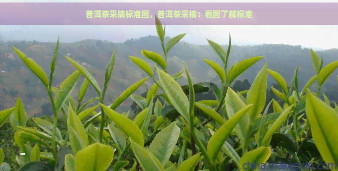 普洱茶采摘标准图，普洱茶采摘：看图了解标准