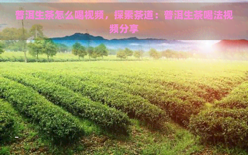 普洱生茶怎么喝视频，探索茶道：普洱生茶喝法视频分享