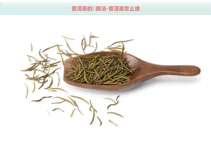 普洱茶的釆摘法-普洱茶怎么摘