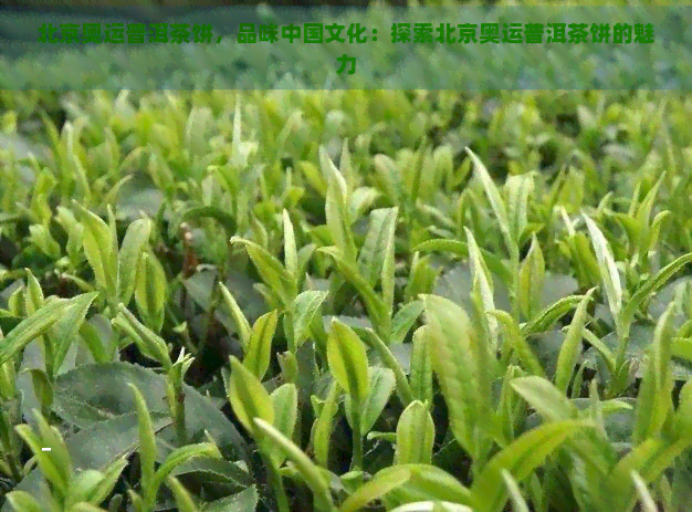 北京奥运普洱茶饼，品味中国文化：探索北京奥运普洱茶饼的魅力