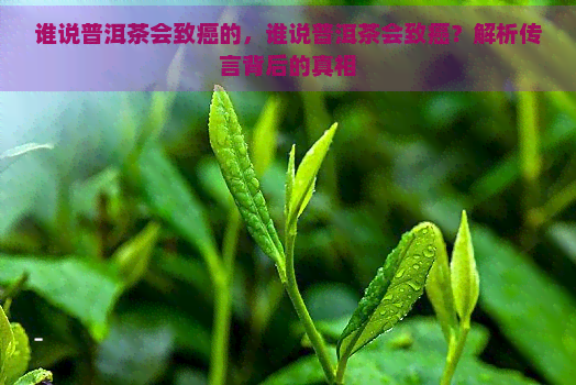 谁说普洱茶会致癌的，谁说普洱茶会致癌？解析传言背后的真相