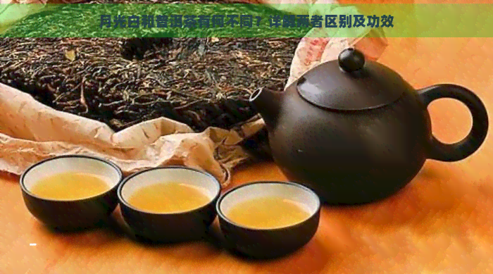 月光白和普洱茶有何不同？详解两者区别及功效