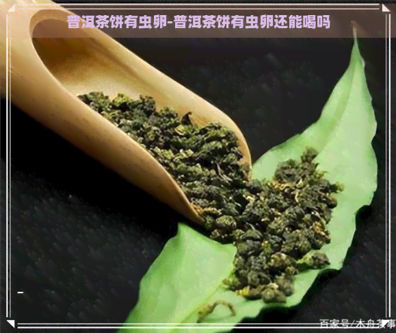 普洱茶饼有虫卵-普洱茶饼有虫卵还能喝吗