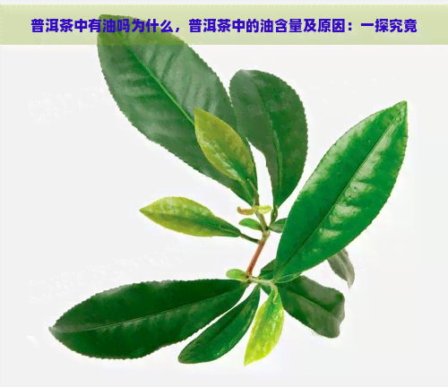 普洱茶中有油吗为什么，普洱茶中的油含量及原因：一探究竟