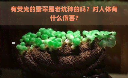 有荧光的翡翠是老坑种的吗？对人体有什么伤害？