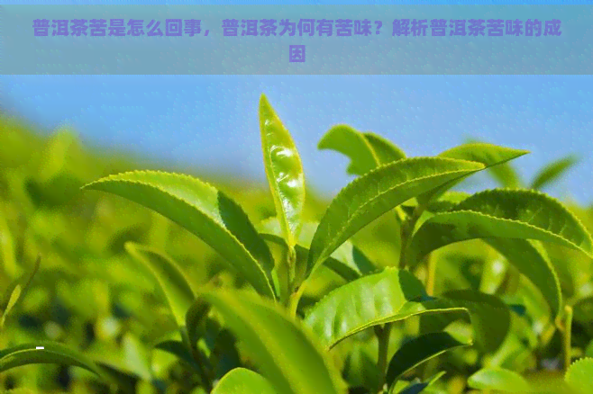 普洱茶苦是怎么回事，普洱茶为何有苦味？解析普洱茶苦味的成因