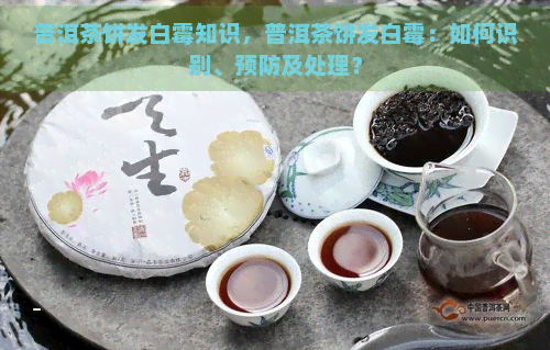 普洱茶饼发白霉知识，普洱茶饼发白霉：如何识别、预防及处理？