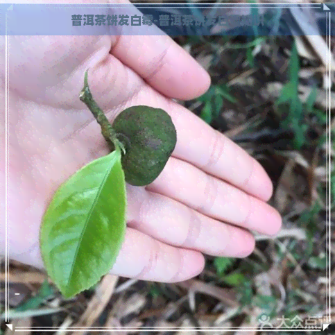 普洱茶饼发白霉-普洱茶饼发白霉知识