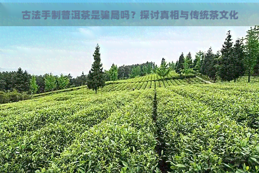 古法手制普洱茶是骗局吗？探讨真相与传统茶文化