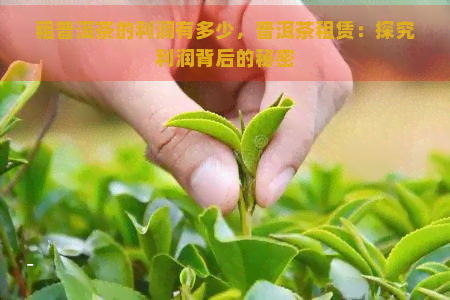 租普洱茶的利润有多少，普洱茶租赁：探究利润背后的秘密