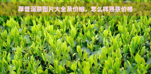 厚普洱茶图片大全及价格，怎么样熟茶价格