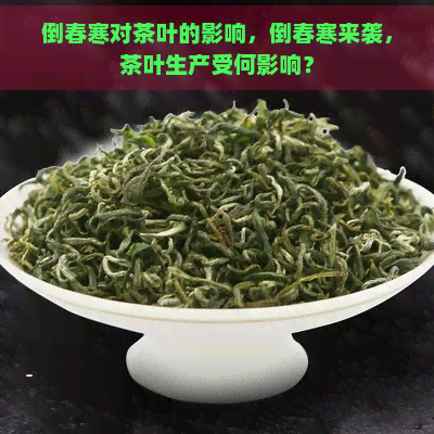 倒春寒对茶叶的影响，倒春寒来袭，茶叶生产受何影响？