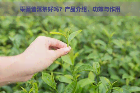 采薇普洱茶好吗？产品介绍、功效与作用