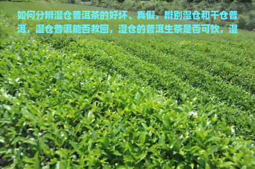 如何分辨湿仓普洱茶的好坏、真假，辨别湿仓和干仓普洱，湿仓普洱能否救回，湿仓的普洱生茶是否可饮，湿仓与干仓普洱哪个更佳？