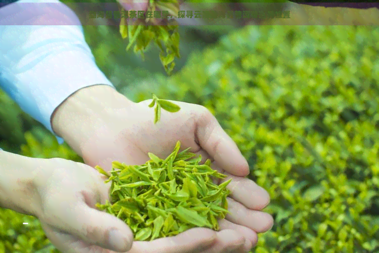 勐海县普洱茶区在哪里，探寻云南勐海县普洱茶区的位置