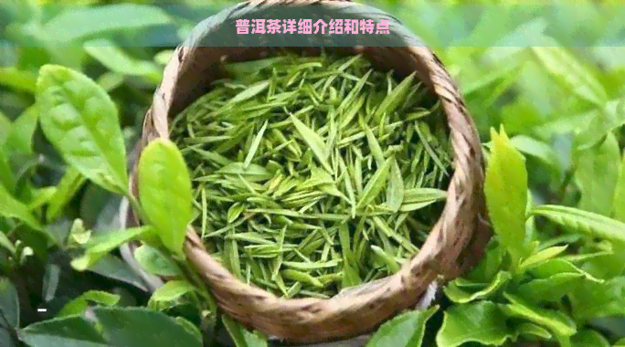 普洱茶详细介绍和特点