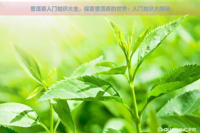 普洱茶入门知识大全，探索普洱茶的世界：入门知识大揭秘