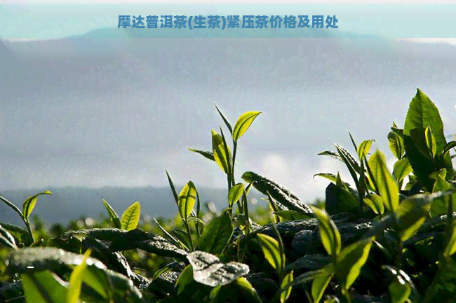 摩达普洱茶(生茶)紧压茶价格及用处