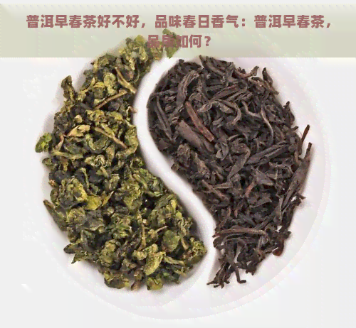 普洱早春茶好不好，品味春日香气：普洱早春茶，品质如何？