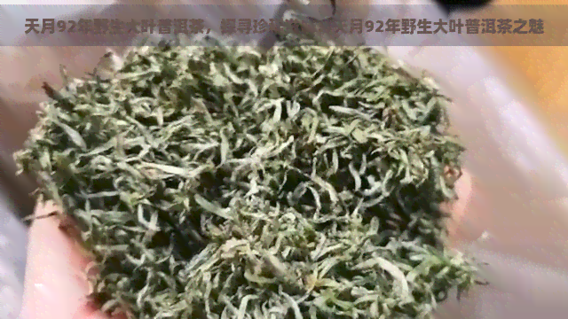 天月92年野生大叶普洱茶，探寻珍稀滋味：天月92年野生大叶普洱茶之魅