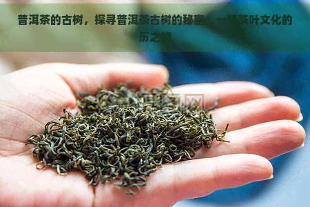 普洱茶的古树，探寻普洱茶古树的秘密：一场茶叶文化的历之旅