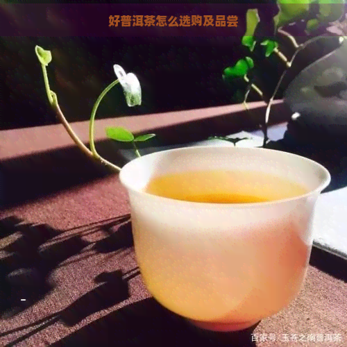 好普洱茶怎么选购及品尝