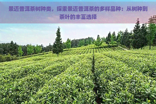 景迈普洱茶树种类，探索景迈普洱茶的多样品种：从树种到茶叶的丰富选择