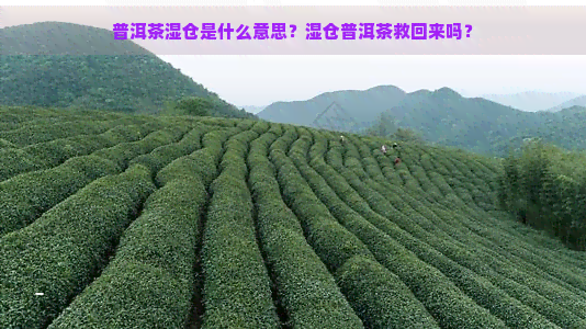 普洱茶湿仓是什么意思？湿仓普洱茶救回来吗？