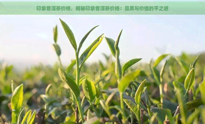 印象普洱茶价格，揭秘印象普洱茶价格：品质与价值的平之道