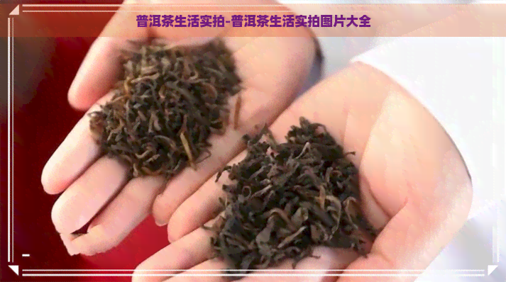 普洱茶生活实拍-普洱茶生活实拍图片大全