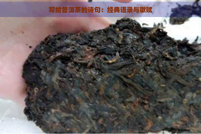 写给普洱茶的诗句：经典语录与歌赋