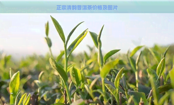 正宗清韵普洱茶价格及图片