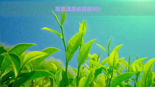 喝普洱茶会排便吗？