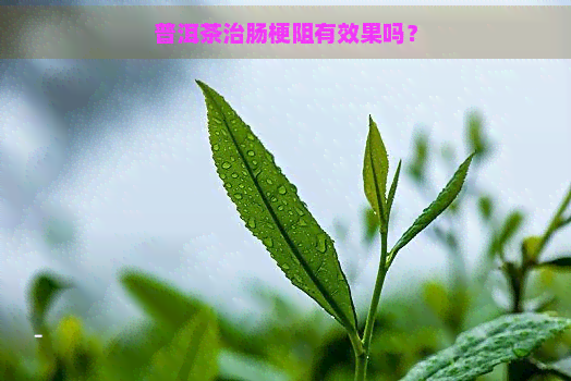 普洱茶治肠梗阻有效果吗？