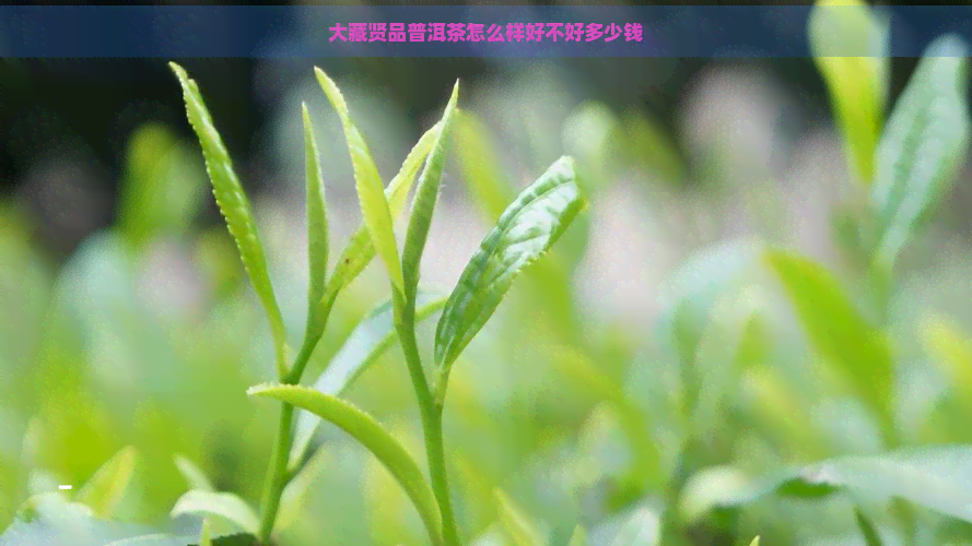 大藏贤品普洱茶怎么样好不好多少钱