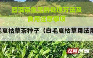 普洱茶生虫的处理方法及食用注意事项