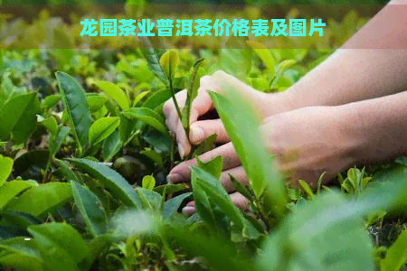 龙园茶业普洱茶价格表及图片