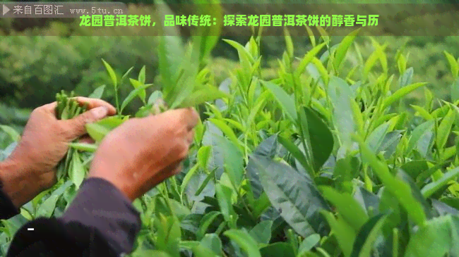 龙园普洱茶饼，品味传统：探索龙园普洱茶饼的醇香与历