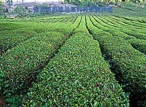 普洱茶的臻品系列有哪些种类