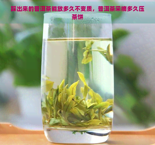 踩出来的普洱茶能放多久不变质，普洱茶采摘多久压茶饼