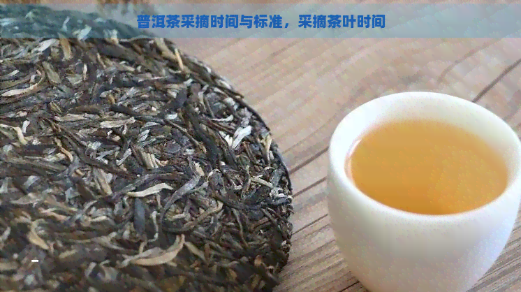 普洱茶采摘时间与标准，采摘茶叶时间