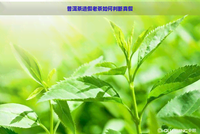 普洱茶造假老茶如何判断真假