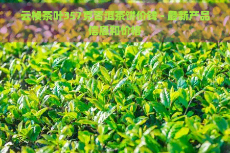 云桢茶叶357克普洱茶饼价钱 - 最新产品信息和价格