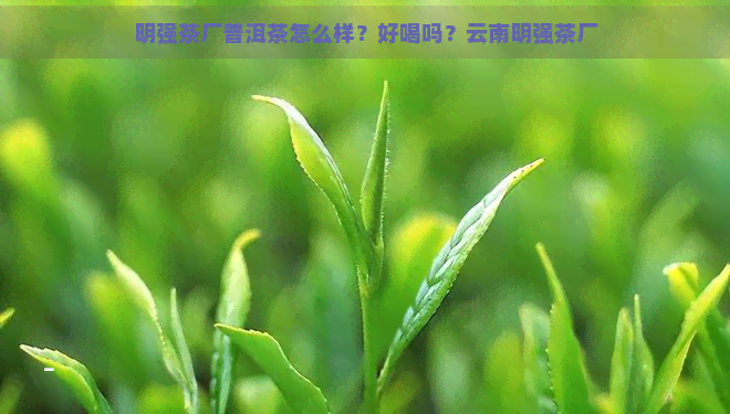 明强茶厂普洱茶怎么样？好喝吗？云南明强茶厂