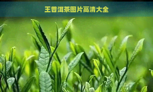 王普洱茶图片高清大全