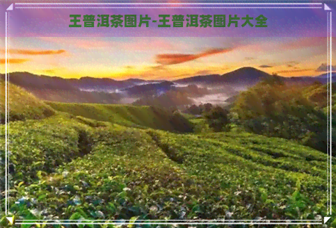 王普洱茶图片-王普洱茶图片大全