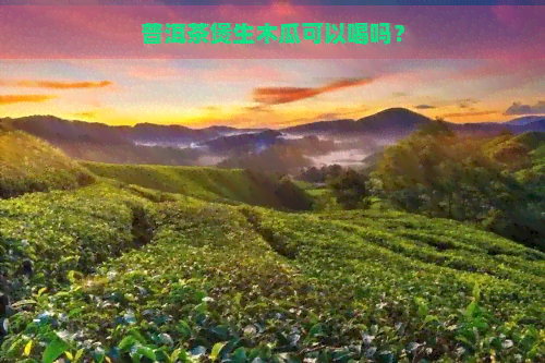 普洱茶煲生木瓜可以喝吗？