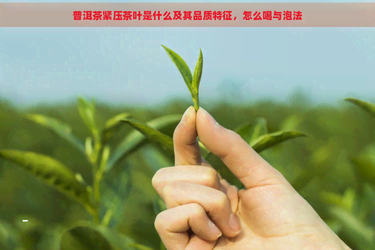 普洱茶紧压茶叶是什么及其品质特征，怎么喝与泡法