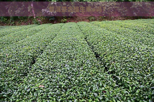 普洱茶含维生素a吗？